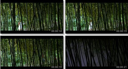 竹林漫步实拍片段